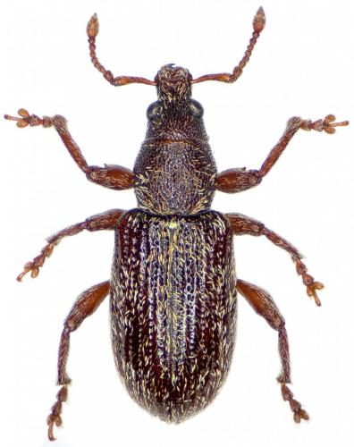 Réf. 252 440 : Polydrusus parallelus